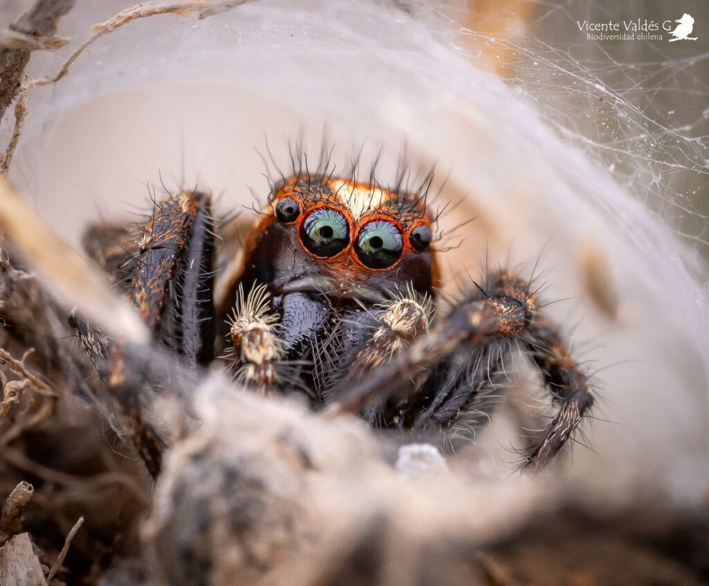 Subtipos de arañas saltarinas