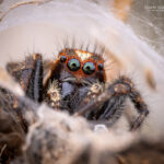 Subtipos de arañas saltarinas