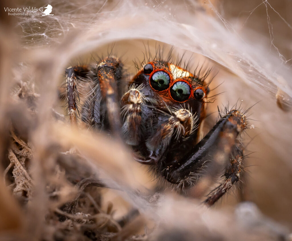 Subtipos de arañas saltarinas