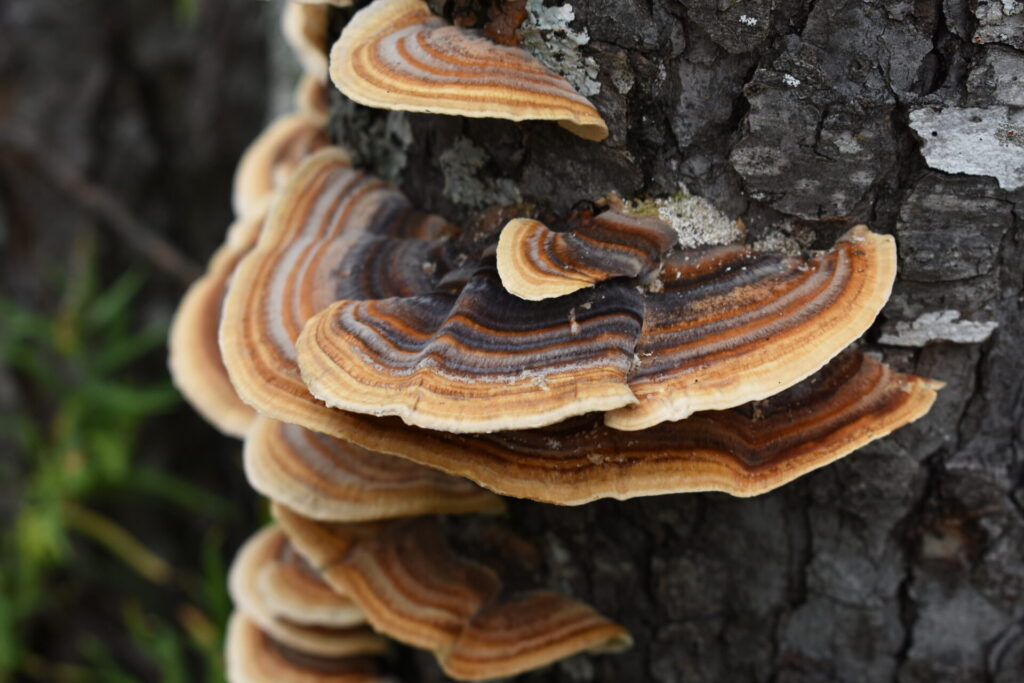 Cola de pavo (Trametes versicolor). Créditos: María José Diban