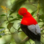Gallo de la peña andino (Rupicola peruvianus). Créditos: Humberto Castillo.