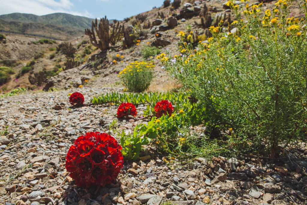 Garra de león (Leontochir ovallei) - Desierto Florido 2017. Créditos: ©Amelia Ortúzar
