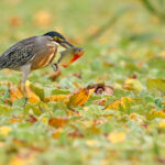 Garza estriada (Butorides striata). Créditos: Humberto Castillo).