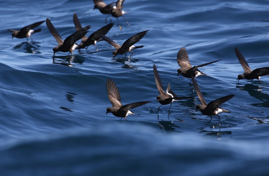 ¡Atención zona central! Comienza la temporada de caídas de la golondrina de mar andina, que abandona sus nidos en la cordillera para ir al océano