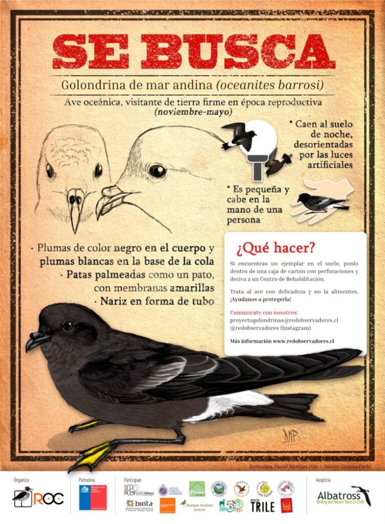Guía de reincorporación de Golondrinas a su ecosistema.