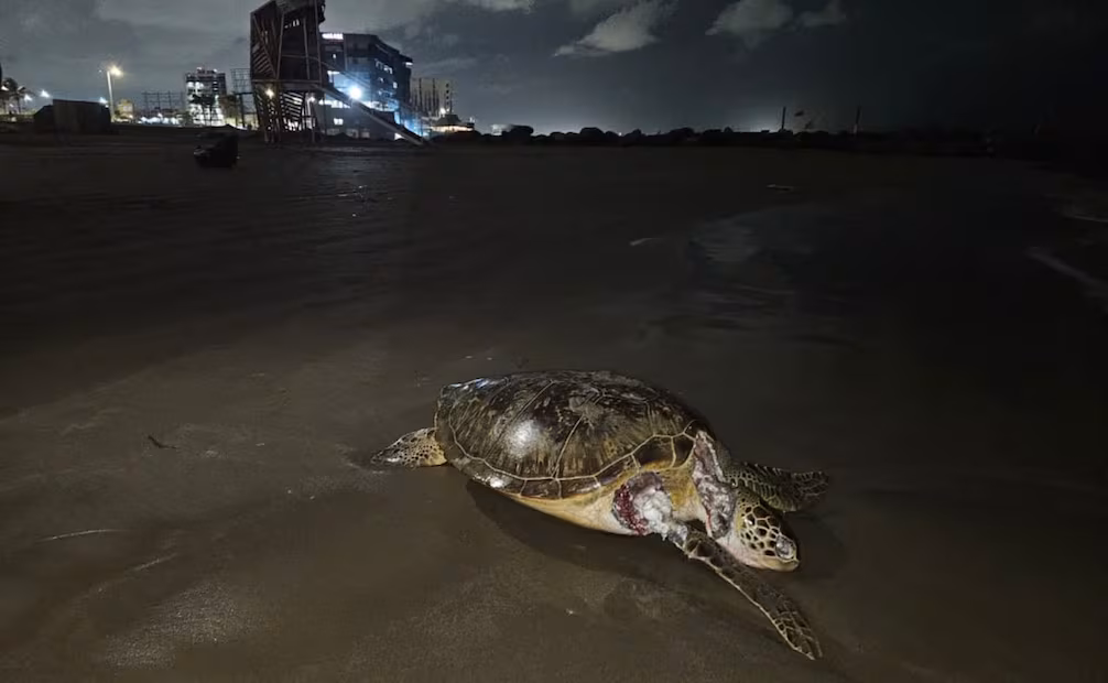MÉXICO | Golfo de México: Alerta por derrame de petróleo en más de 600 km de costa