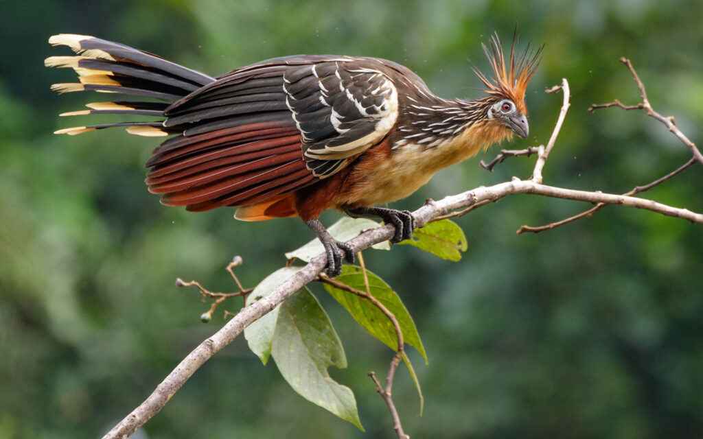 Hoacín (Opisthocomus hoazin). Créditos: Humberto Castillo.
