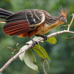 Hoacín (Opisthocomus hoazin). Créditos: Humberto Castillo.