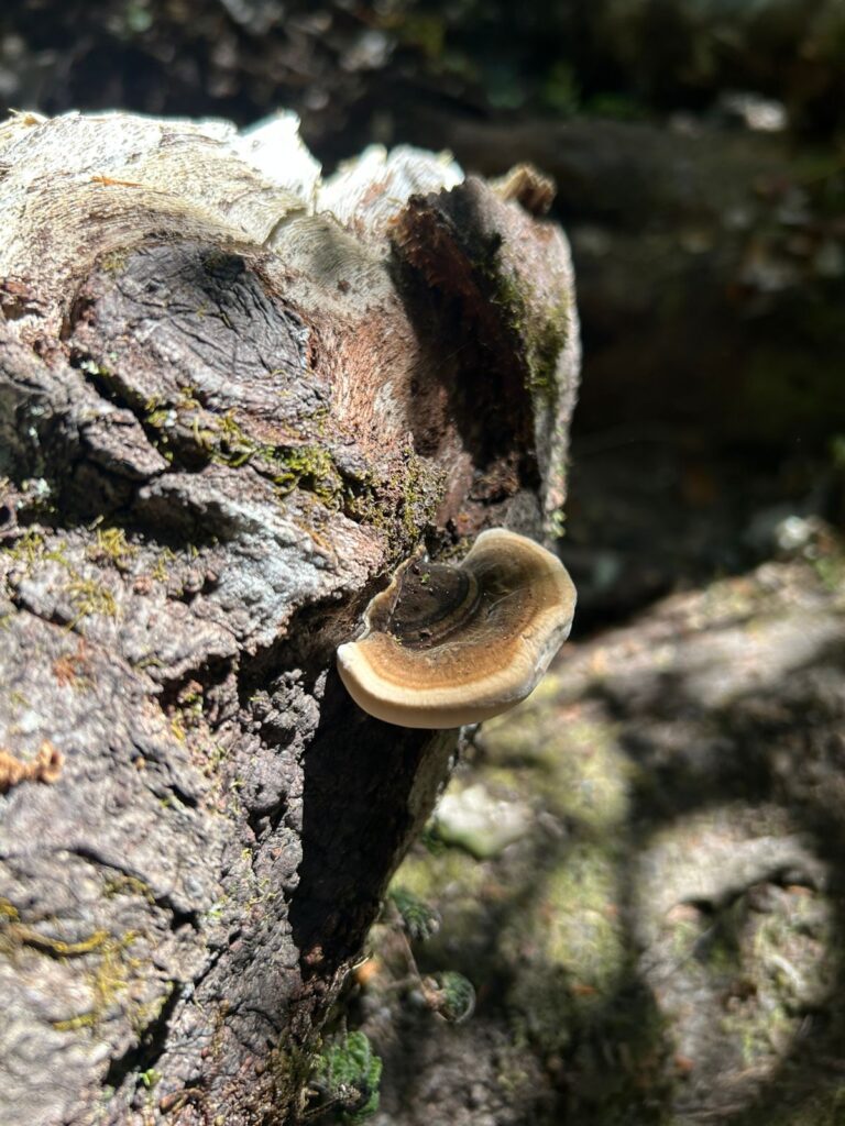 Hongos de repisa (Familia Polyporaceae). Travesía de 11 kilómetros hacia Caleta Huellelhue, Región de Los Lagos. Créditos: ©Proyecto GEF Incentivos para la Conservación y Centro de Pesca Sustentable