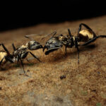 hormigas del Chocó (Camponotus sericeiventris). Créditos: Humberto Castillo.