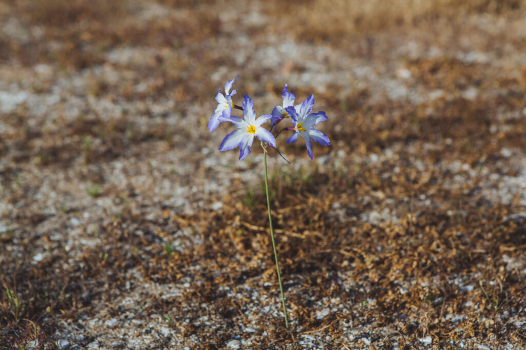 huilli (Leucocoryne coquimbensis) - Desierto Florido 2017. Créditos: ©Amelia Ortúzar @ameliaortuzarfotografia