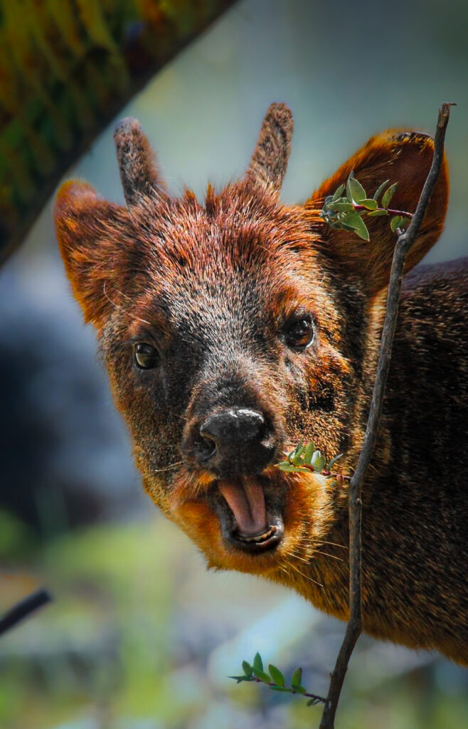 Pudú en Chiloé