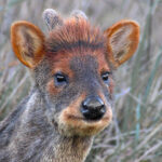 Pudú en Chiloé