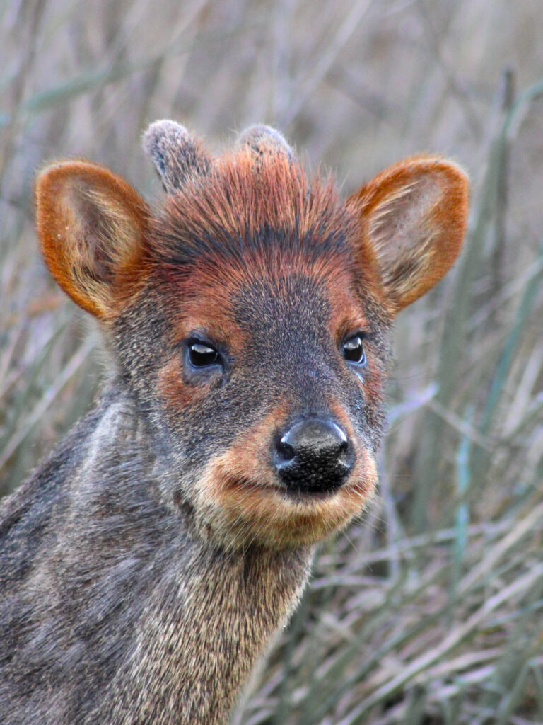 Pudú en Chiloé