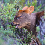 Pudú en Chiloé