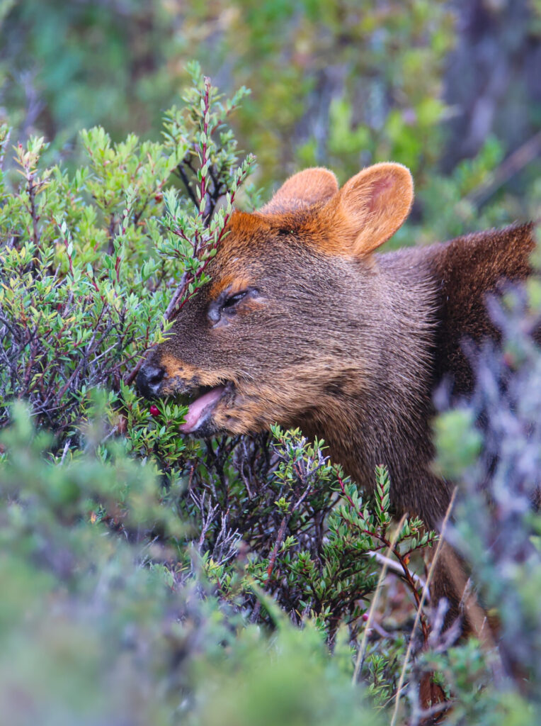 Pudú en Chiloé