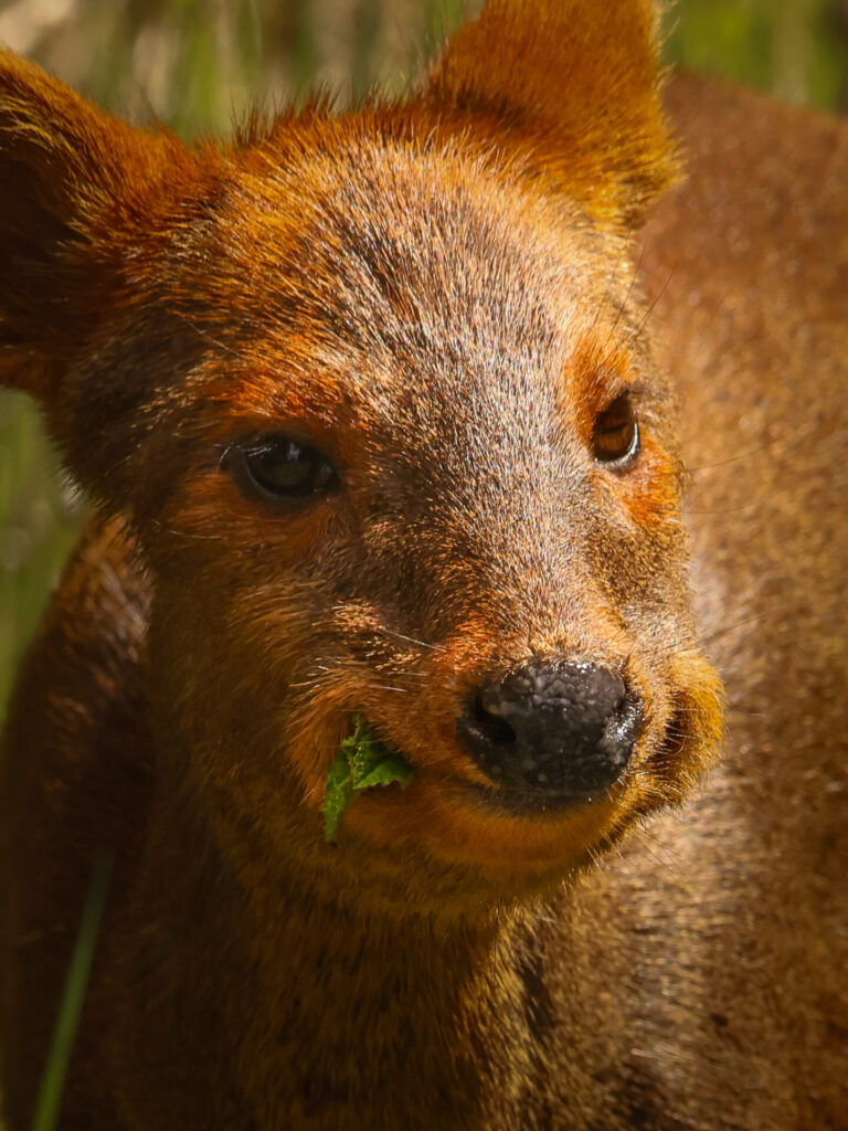 Pudú en Chiloé