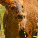 Pudú en Chiloé