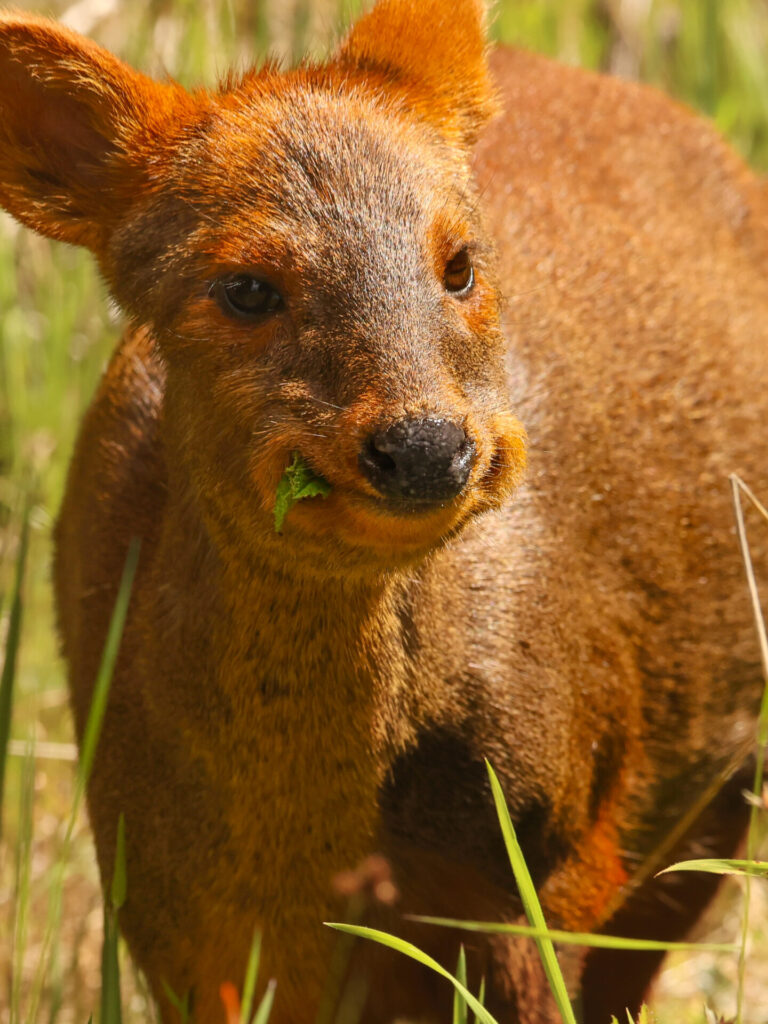 Pudú en Chiloé