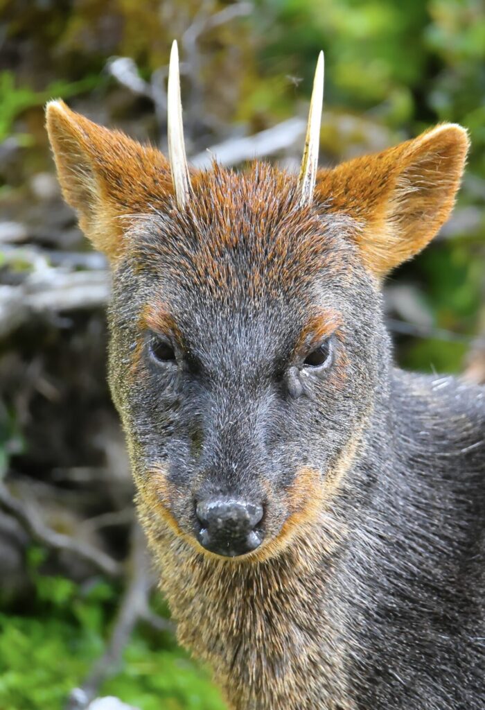 Pudú en Chiloé