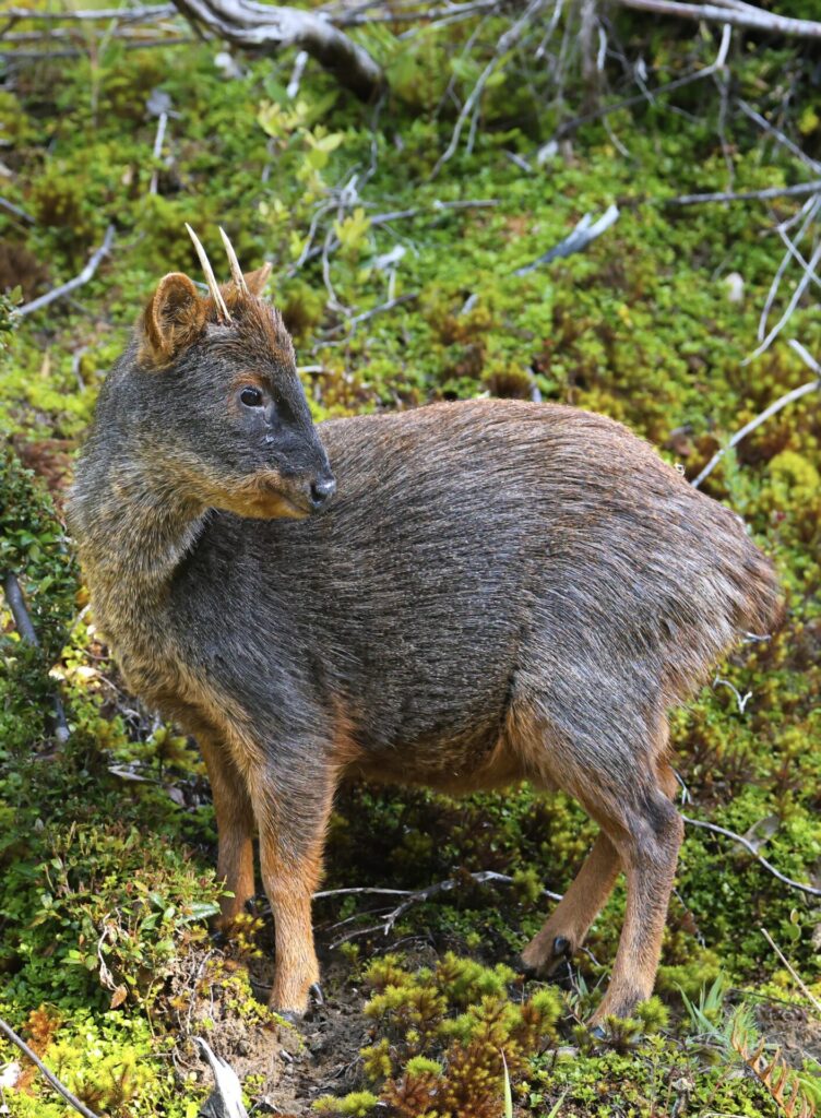 Pudú en Chiloé