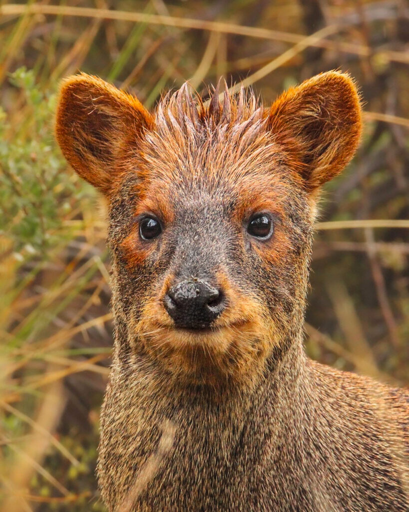 Pudú en Chiloé