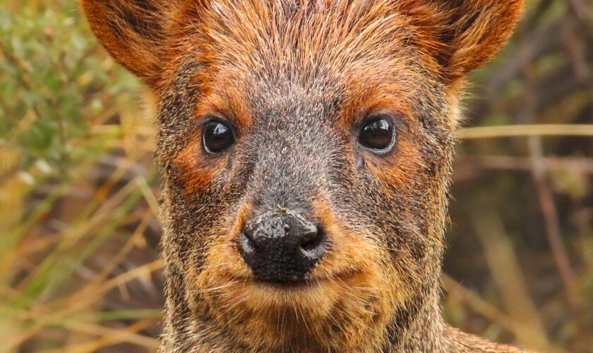 Un minuto de relajo para comenzar marzo: Conoce 5 adorables especies chilenas para contemplar