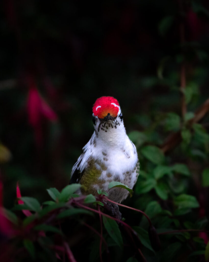 Picaflor chico (Sephanoides sephaniodes) 