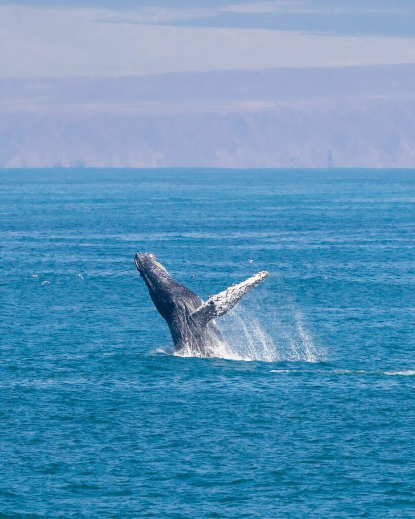 Ballena jorobada en medio de un salto.