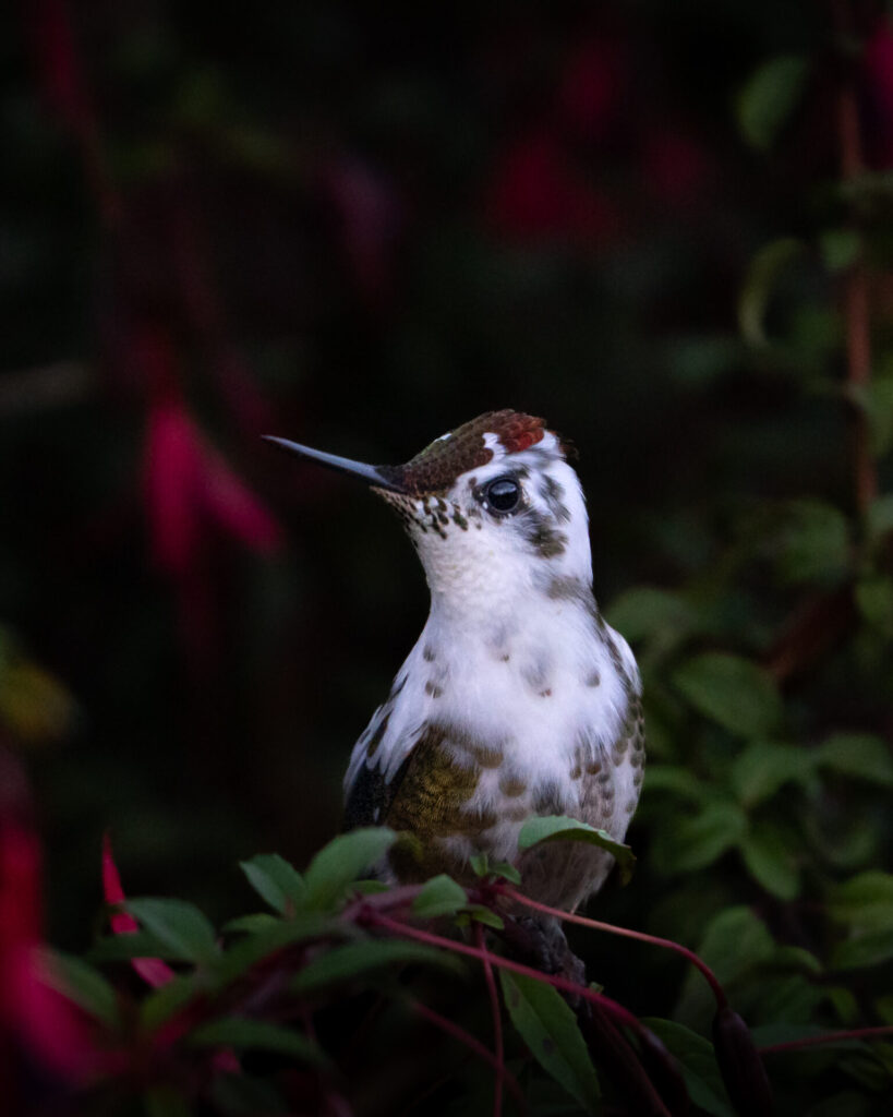  picaflor chico (Sephanoides sephaniodes) observado en los bosques de Puyehue, Región de Los Lagos