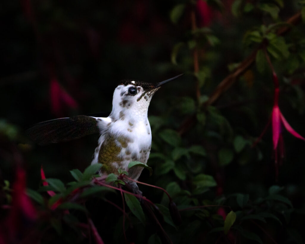 Picaflor chico (Sephanoides sephaniodes). Observado en Puyehue, Región de Los Lagos.