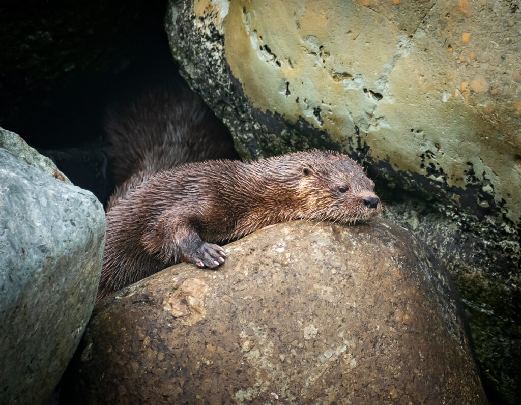 Chungungo en los roqueríos