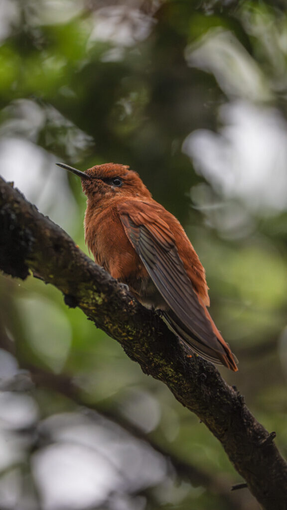 Picaflor de Juan Fernández