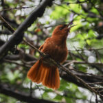 Picaflor de Juan Fernández