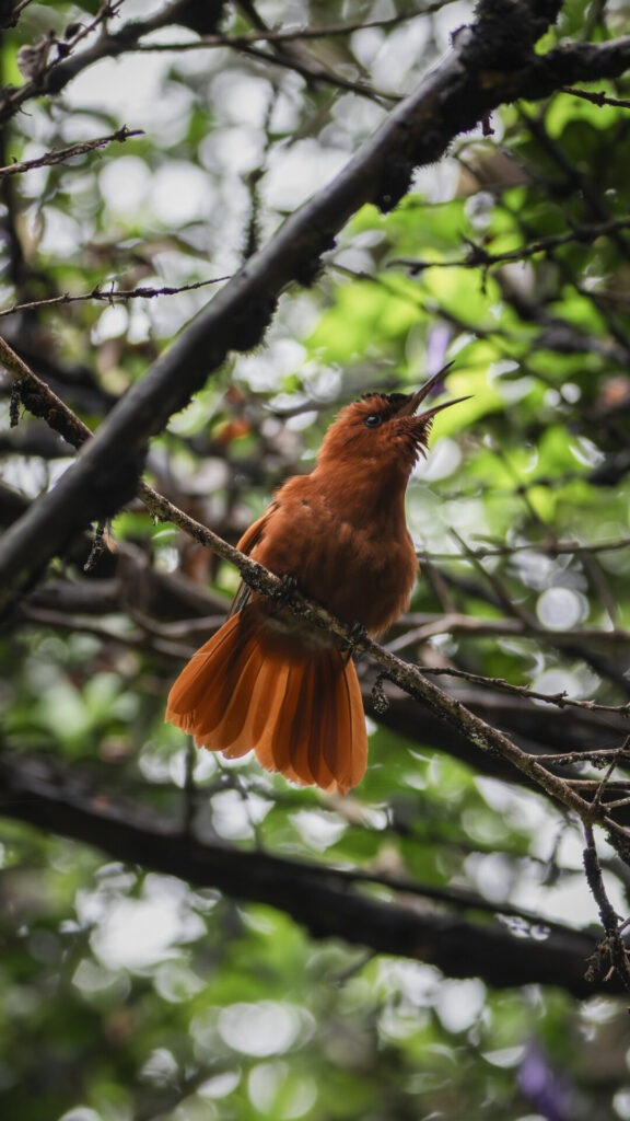 Picaflor de Juan Fernández