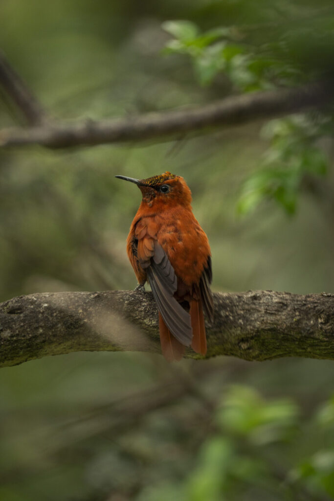 Picaflor de Juan Fernández