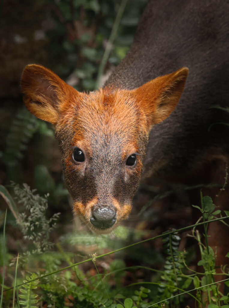 Pudú en Chiloé