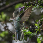 Picaflor de Juan Fernández