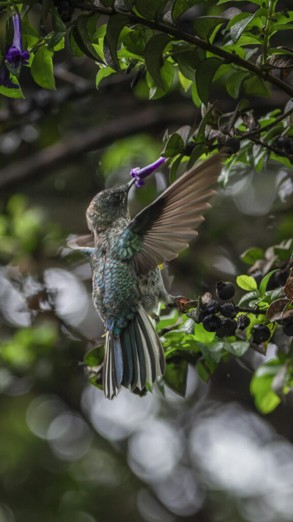 Picaflor de Juan Fernández