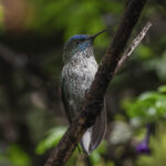 Picaflor de Juan Fernández