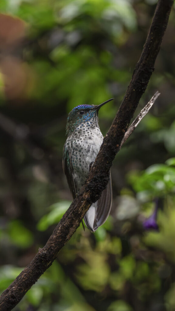 Picaflor de Juan Fernández