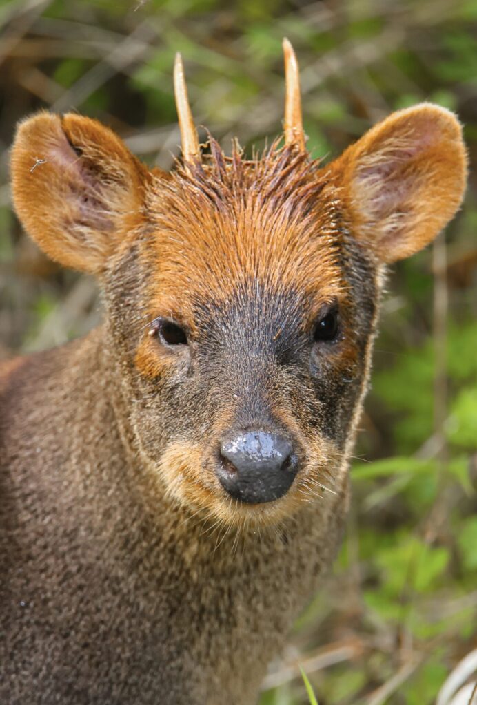 Pudú en Chiloé