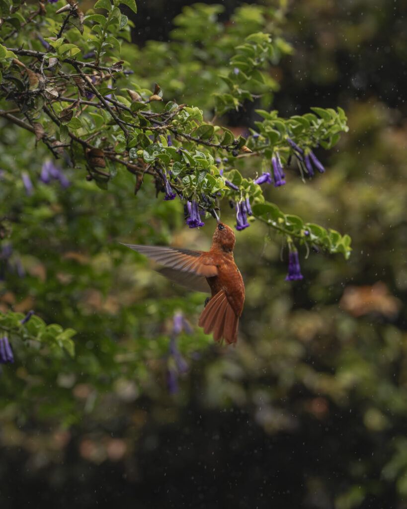 Picaflor de Juan Fernández