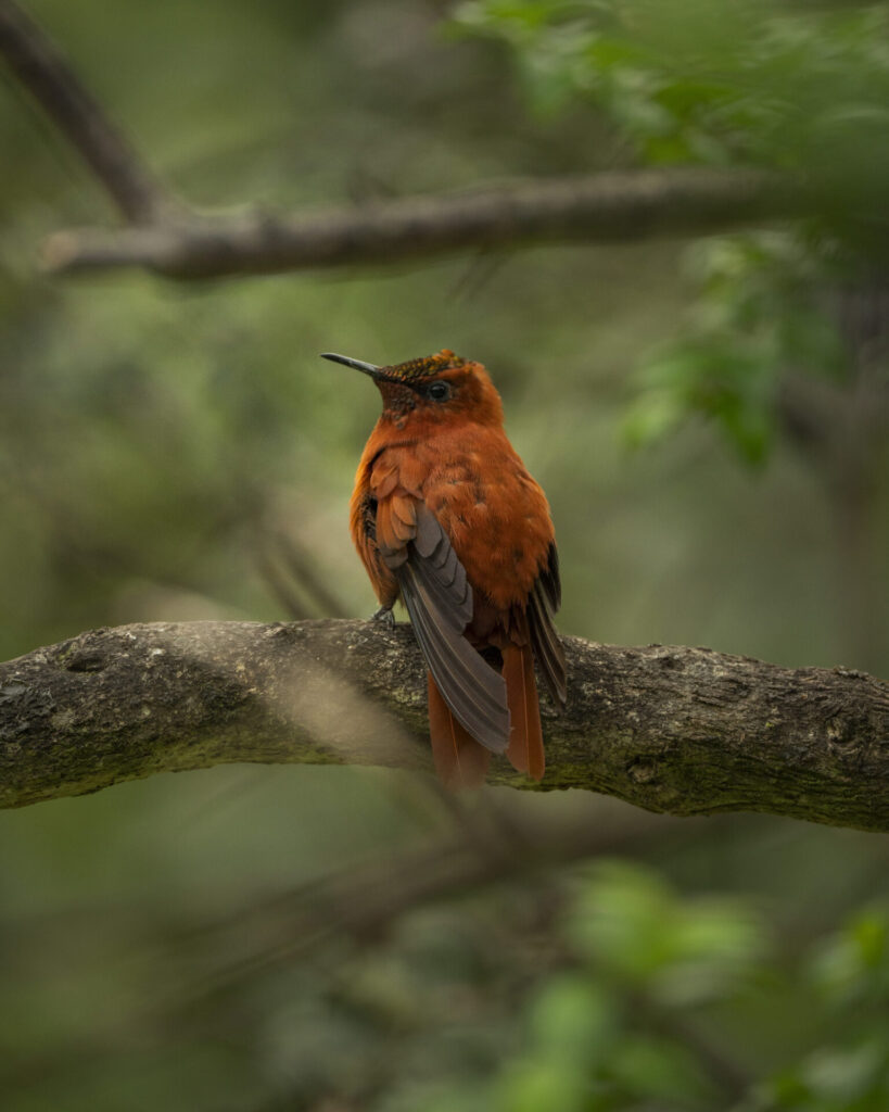 Picaflor de Juan Fernández