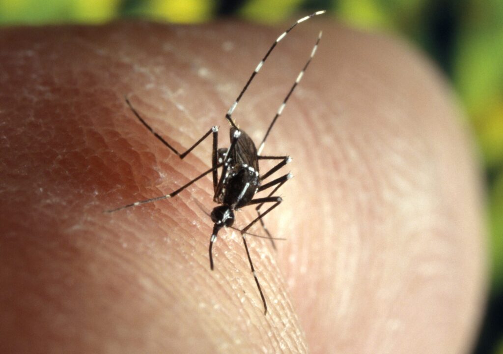 Culicine family of mosquitoes