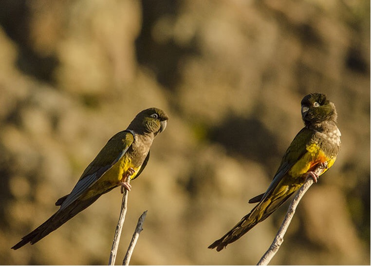 Loro Tricahue, por José Gerstle