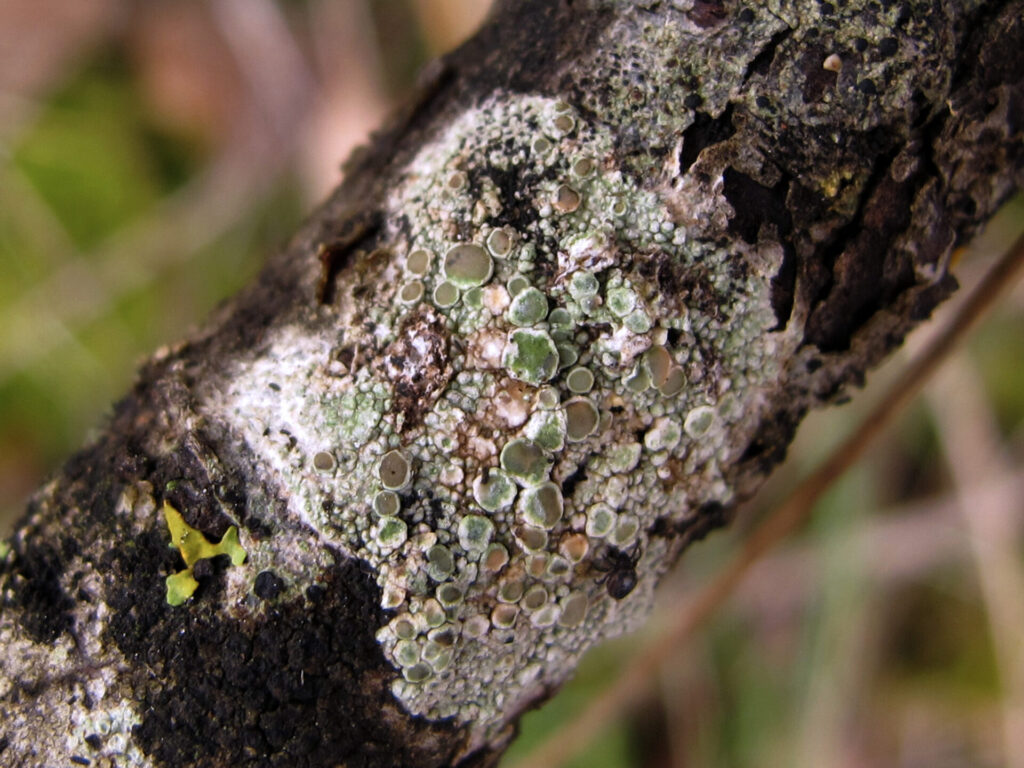 Liquen del género Lecanora. Créditos (CC-BY): jacilluch, vía Wikimedia.