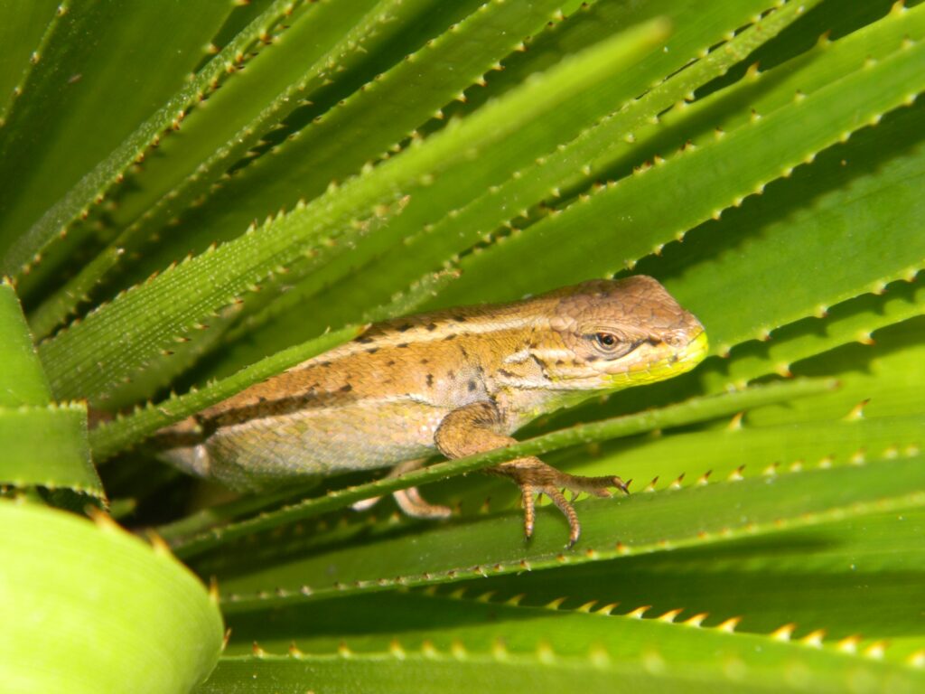 Liolaemus cyanogaster en chupón (Greigia sphacelata). Créditos: ©Lucía Abello
