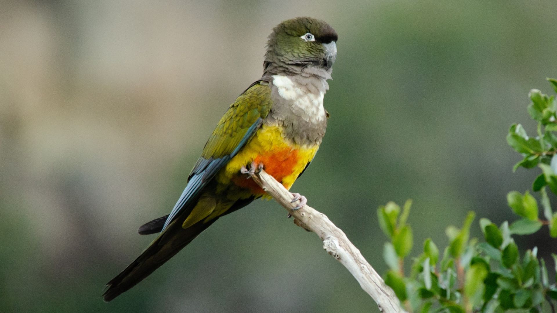 Tras más de 15 años sin nidificar en Río Clarillo, confirman reproducción del loro tricahue en la Región Metropolitana