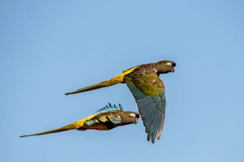 Loro Tricahue, por José Gerstle